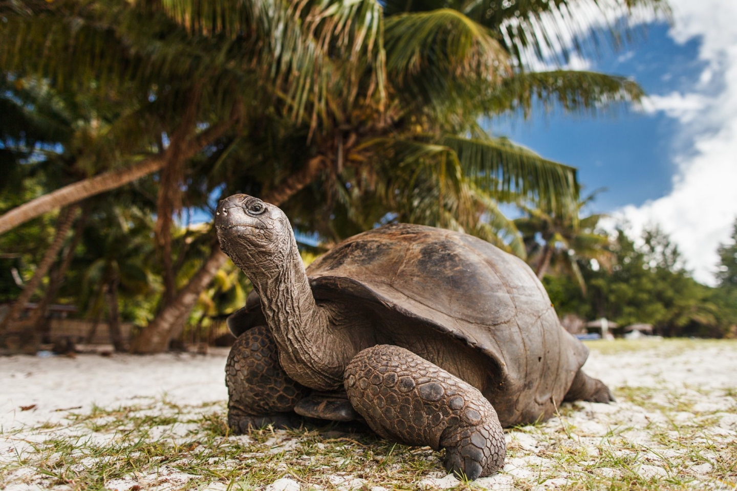 The Seychelles