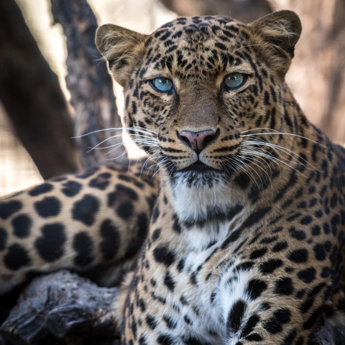 India & Sri Lanka