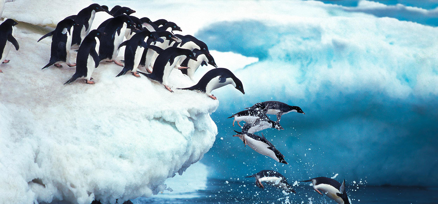 Antartica by Superyacht - Wildlife 