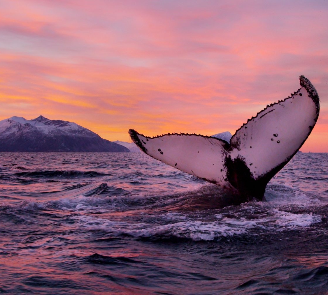 Norway Whale Watching and Northern Lights Tour