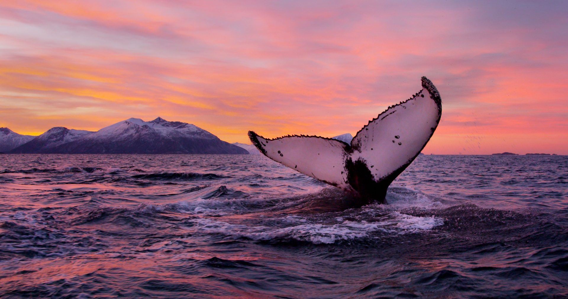 Norway Whale Watching and Northern Lights Tour