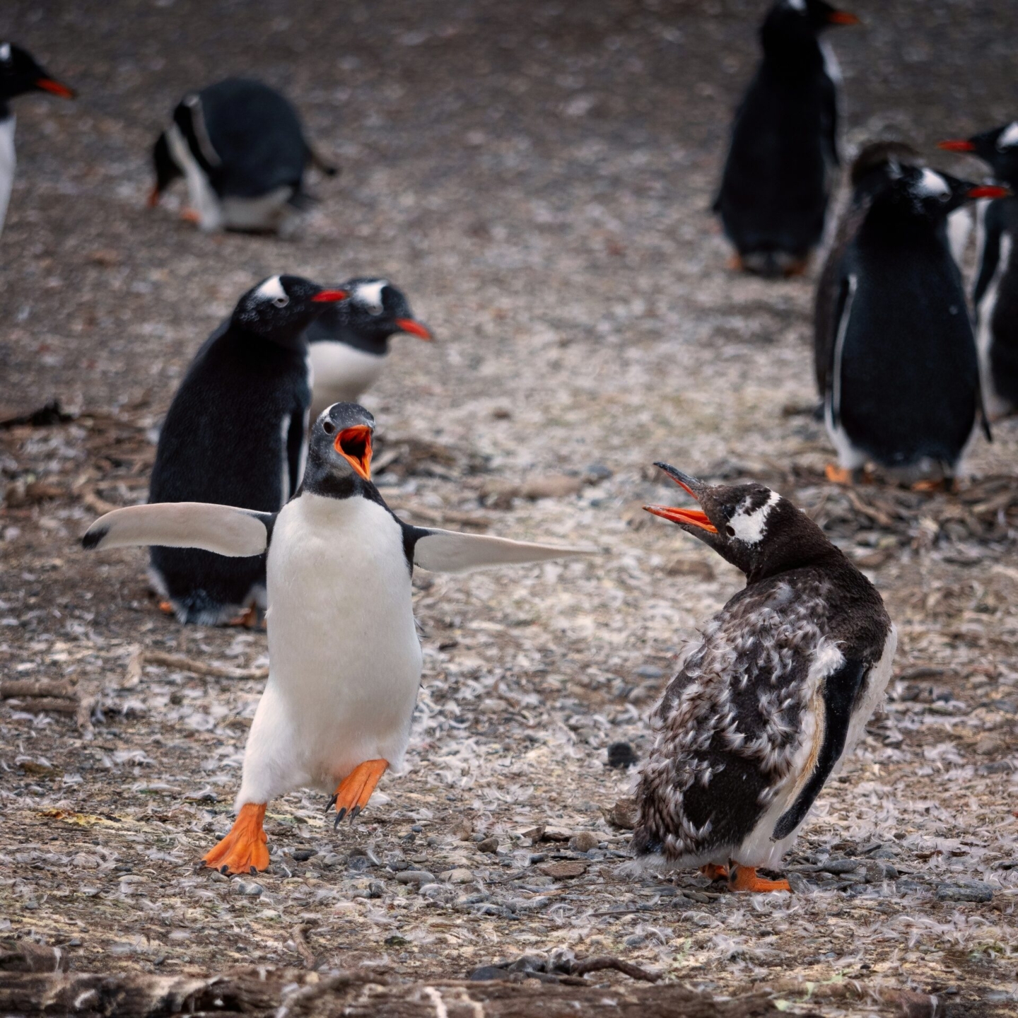 Antarctica